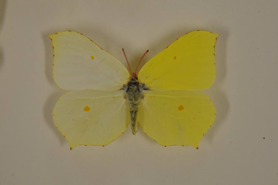 Gonepteryx rhamni (gynandromorph sussex 1931 oumnh collection) (Internet Image property of respective owner, non-commercial use only)